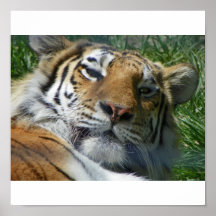 siberian tiger looking at you print
