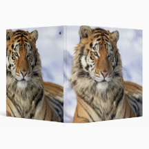 Siberian Tiger, Panthera tigris altaica, Asia Binders