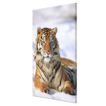 Siberian Tiger, Panthera tigris altaica, Asia Stretched Canvas Prints