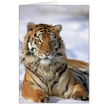 Siberian Tiger, Panthera tigris altaica, Asia Greeting Card