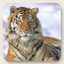 Siberian Tiger, Panthera tigris altaica, Asia, Coaster
