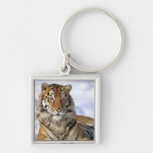 Siberian Tiger, Panthera tigris altaica, Asia, Key Chain
