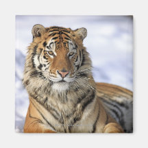 Siberian Tiger, Panthera tigris altaica, Asia, Refrigerator Magnets