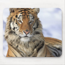 Siberian Tiger, Panthera tigris altaica, Asia Mouse Pad