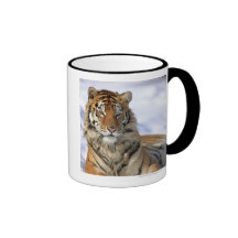 Siberian Tiger, Panthera tigris altaica, Asia Mugs
