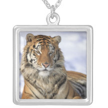 Siberian Tiger, Panthera tigris altaica, Asia, Pendants
