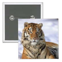 Siberian Tiger, Panthera tigris altaica, Asia, Pin