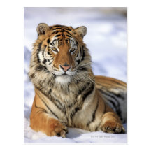 Siberian Tiger, Panthera tigris altaica, Asia, Post Card