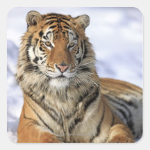 Siberian Tiger, Panthera tigris altaica, Asia, Stickers