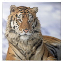 Siberian Tiger, Panthera tigris altaica, Asia, Ceramic Tile
