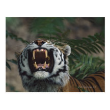Siberian Tiger (Panthera Tigris) Bares Fangs Postcards