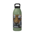 Siberian Tiger Photograph Drinking Bottles