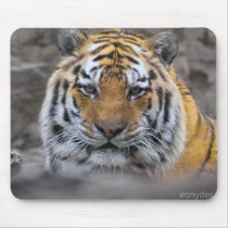 Siberian Tiger Photograph mousepads