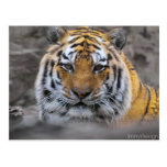 Siberian Tiger Photograph Post Cards