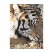 Siberian Tiger postcards