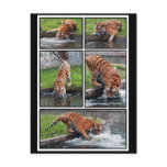 Siberian tiger postcard