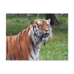 Siberian tiger postcard