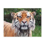 Siberian tiger postcard