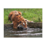 Siberian tiger postcard