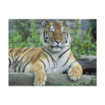 Siberian Tiger postcards