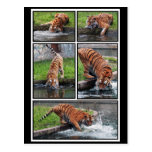 Siberian tiger postcard