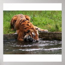 Siberian tiger poster