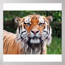 Siberian tiger poster