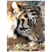 Siberian Tiger t-shirts
