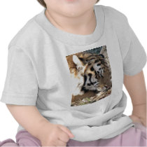 Siberian Tiger t-shirts