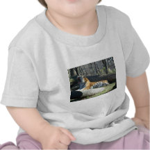 Siberian Tiger Yawning T Shirt