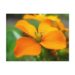 Siberian Wallflower - Cheiranthus allionii Post Card