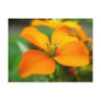 Siberian Wallflower - Cheiranthus allionii Post Card