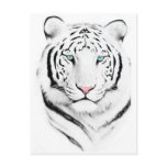 Siberian White Tiger postcards