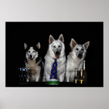 Sibirian Husky and white Sepherd Plakatdruck