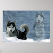Sibirian Husky Plakate