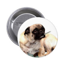 Sick pug with thermometer button