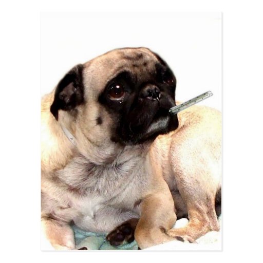 Sick pug with thermometer postcard
