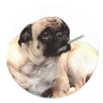 Sick pug with thermometer sticker