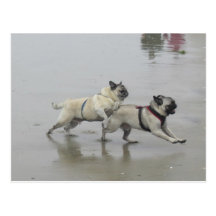 Sid de façon précieuse et Hemi à la plage de chien Carte Postale