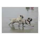 Sid Precious and Hemi at Dog Beach, San Diego Greeting Card