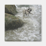 Sid Precious at the Beach Fridge Magnets