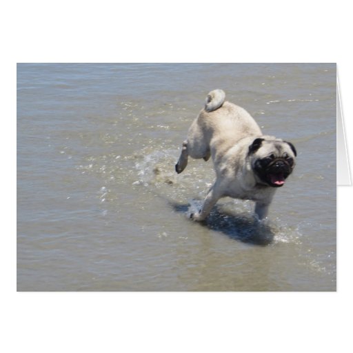 Sid the Pug at Dog Beach, San Diego, CA Cards