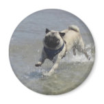 Sid the Pug at the Beach magnets