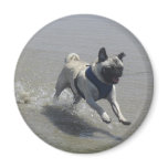 Sid the Puggy at the Beach magnets