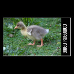 Side Band -  Gosling 02 business cards