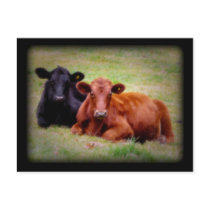 Side by Side Angus Cattle Photograph Post Cards