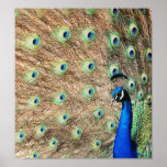 Side View Peacock Print