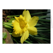 Sideways Daffodil Greeting Card