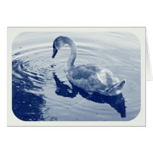 Signet Swan - Digital Cyanotype Cards