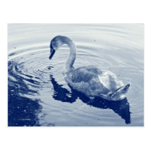 Signet Swan - Digital Cyanotype Post Cards
